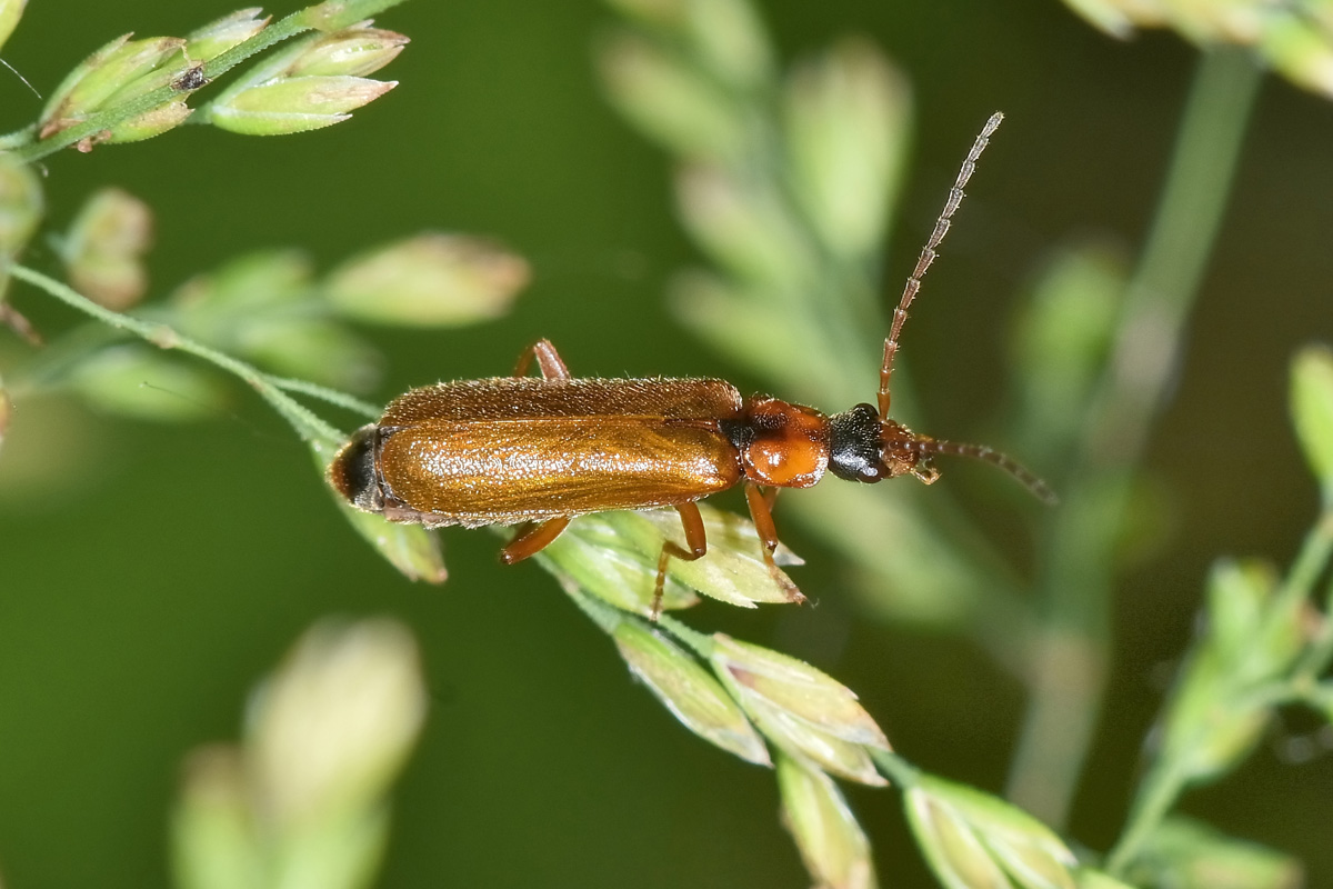 Cantharidae: Rhagonycha cfr. pedemontana